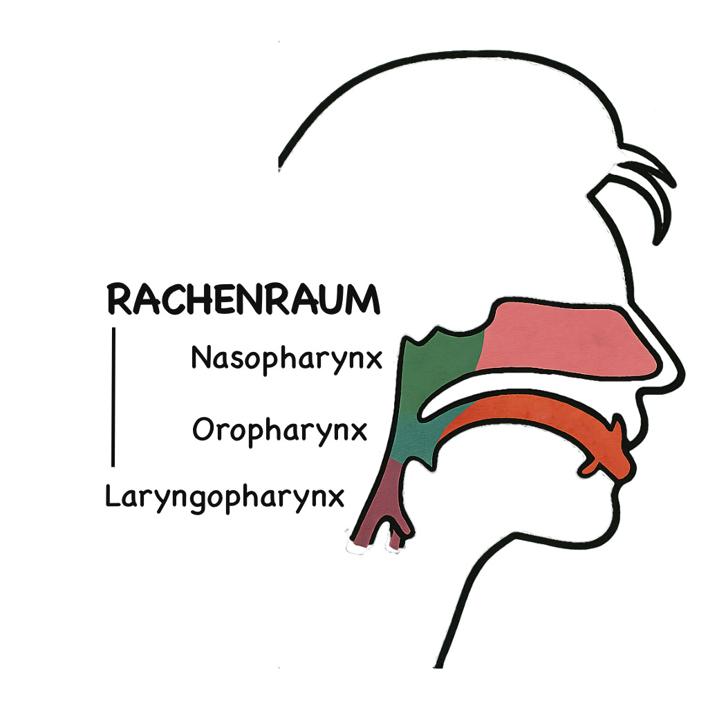 Grafik des Rachenraums mit Nasopharynx, Oropharynx und Laryngopharynx – Einfluss auf Stimme beim Singen