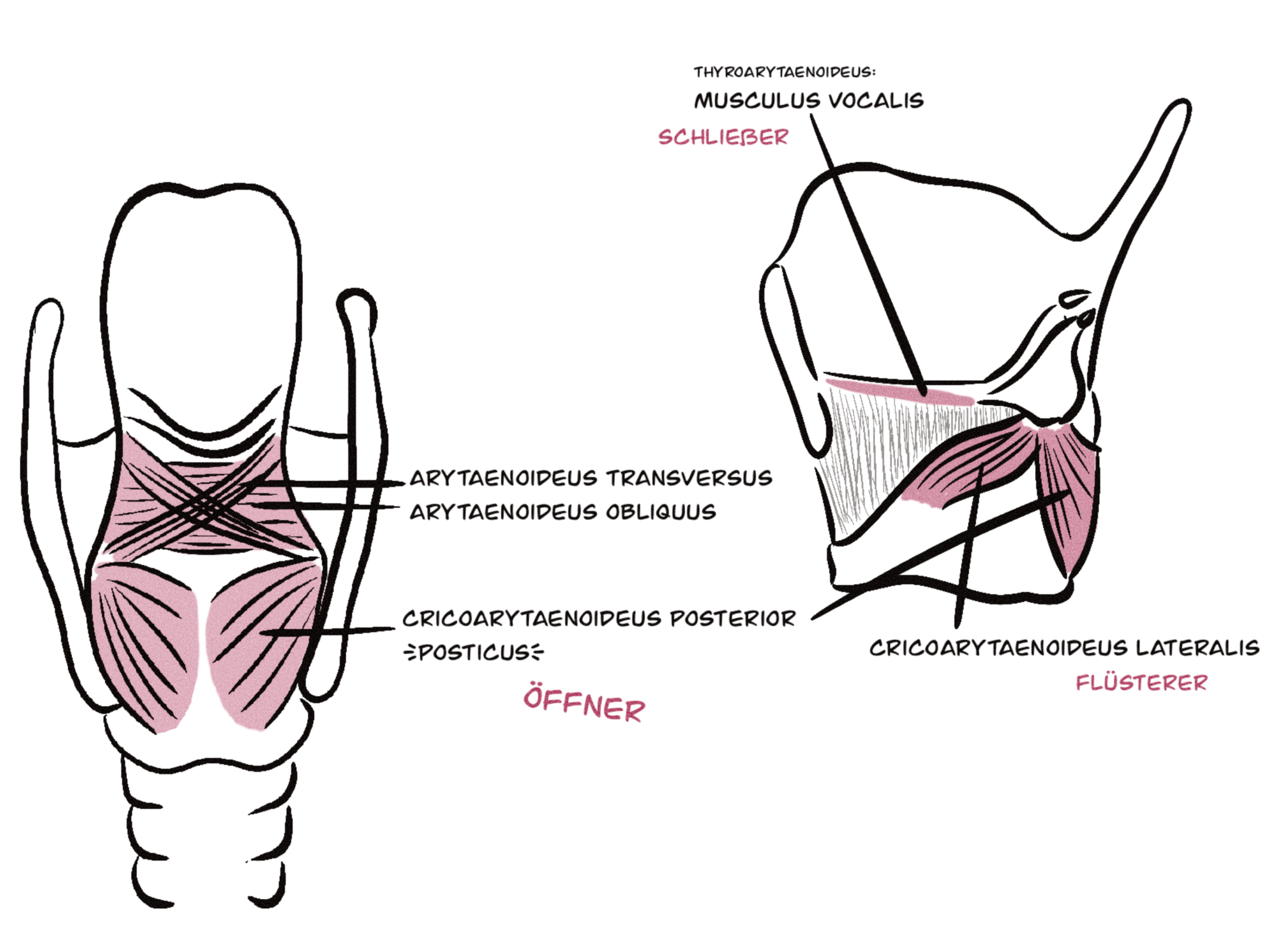 Darstellung von Öffnern, Schließern und Flüsterern im Kehlkopfbereich, farblich hervorgehoben.