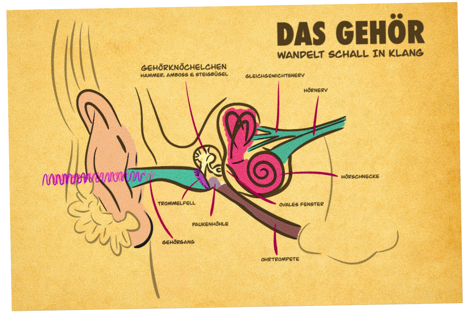 Illustration des menschlichen Gehörs mit Beschriftung