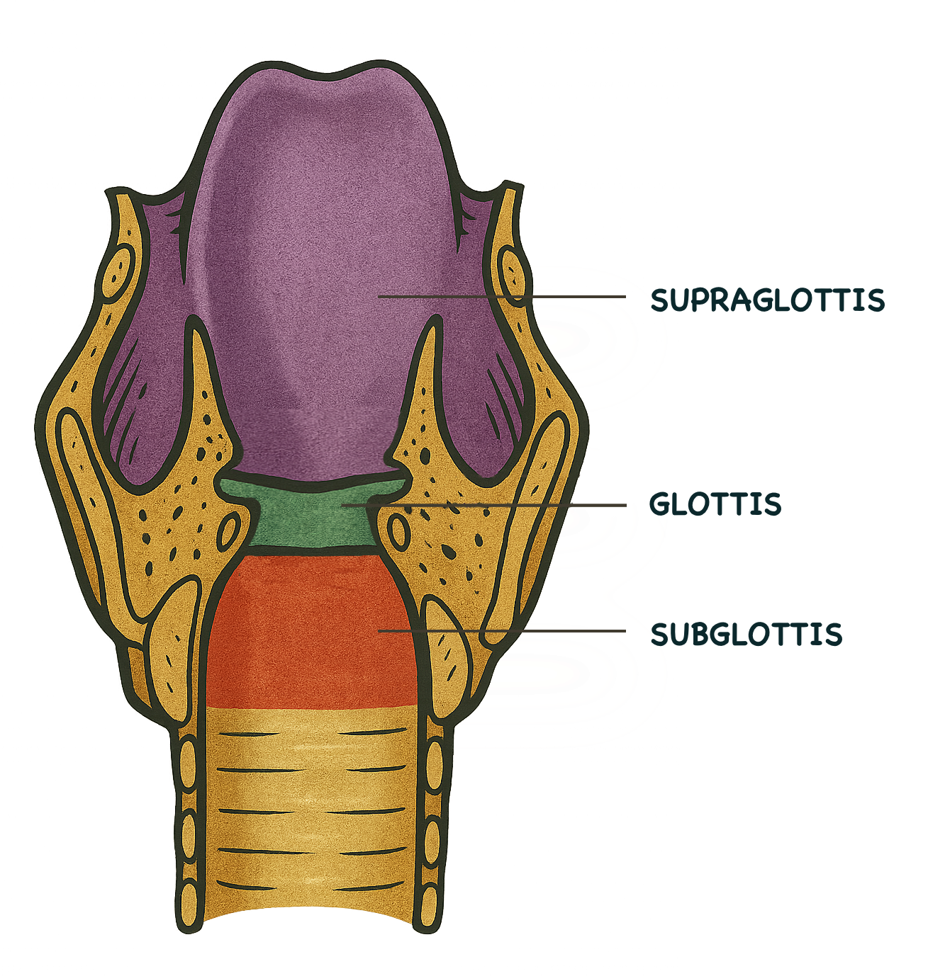 Illustration Kehlkopf mit Supraglottis, Glottis und Subglottis – zur Visualisierung der drei Ebenen beim Singen, Singnastics
