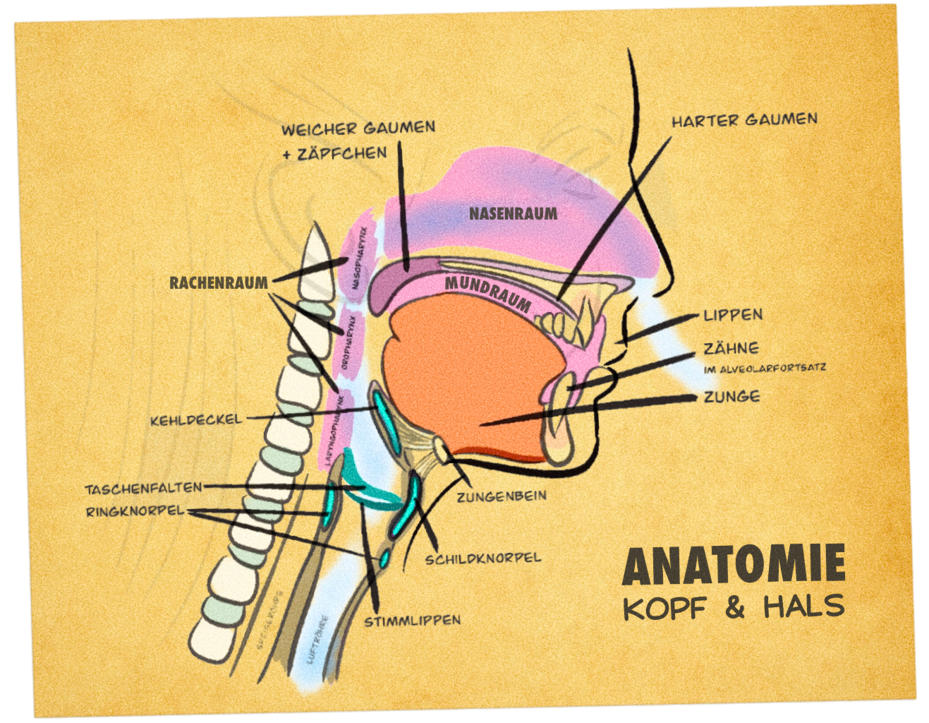 Anatomische Illustration von Kopf und Hals mit Stimm- und Resonanzräumen
