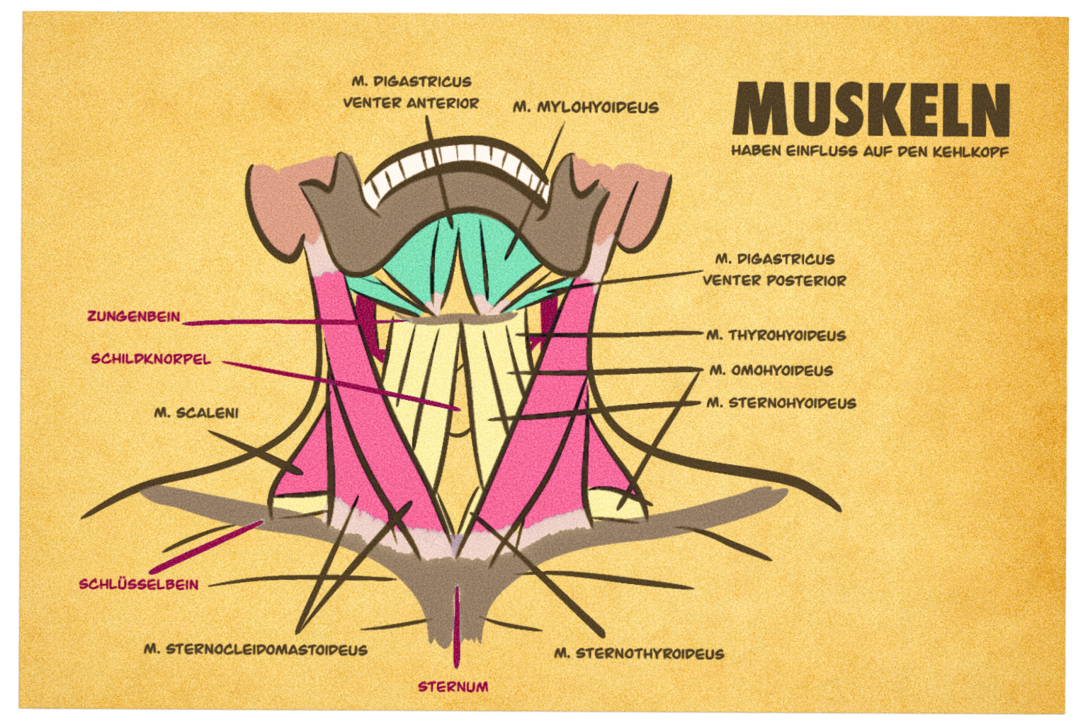 Singnastics Illustration der Kehlkopfmuskulatur mit lateinischer Beschriftung