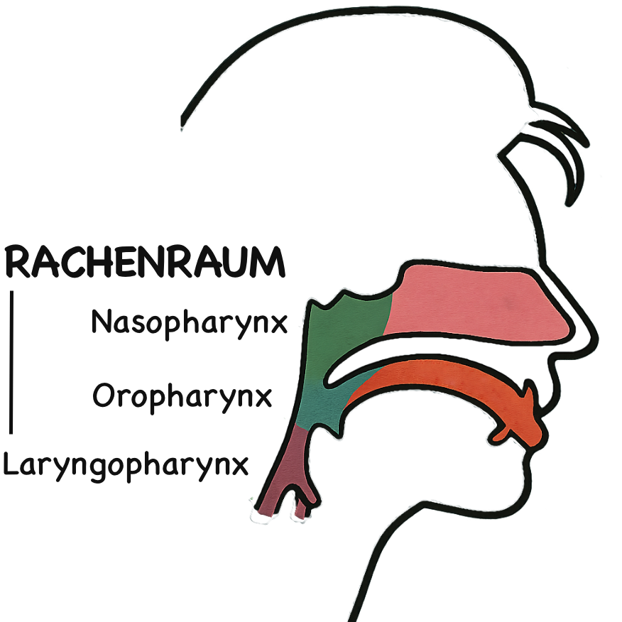 Grafik des Rachenraums mit Nasopharynx, Oropharynx und Laryngopharynx – Einfluss auf Stimme beim Singen